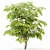  European Bladdernut Tree Duo 3D model small image 4
