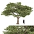 Evergreen Acacia Tree: Vol. 15 3D model small image 1