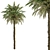Exquisite Pygmy Date Palm - Set 51 3D model small image 1
