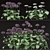 Blooming Bellis: Set of 6 Daisy Plants 3D model small image 4