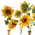 Sunflower Dreams Bouquet 3D model small image 3