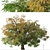 Kellogg Oak Tree: California's Majestic Beauty 3D model small image 2