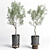 Concrete Vase Pot Tree Olive: Indoor Plant Collection 3D model small image 1