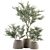 Olive Oasis: Indoor Plant Set 3D model small image 1