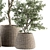 Olive Oasis: Indoor Plant Set 3D model small image 3