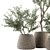 Olive Oasis: Indoor Plant Set 3D model small image 4