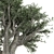 Artsy Olive Tree 3D Model 3D model small image 3