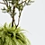 Organika Plant Pack: Myrciaria & Nephrolepis 3D model small image 2