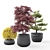 Outdoor Plant Pot Set: Red Dragon Maple, Forsythia & Pine Topiaries 3D model small image 8