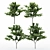 Japanese Maple Tree Collection - 4 Varieties 3D model small image 2