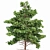 Pine Tree Bundle: High-Res, Professional 3D Models 3D model small image 4