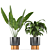 5-Piece Indoor Plant Set 3D model small image 4