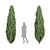 Evergreen Juniper Trees Collection 3D model small image 3