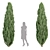 Evergreen Juniper Trees Collection 3D model small image 7