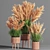 Pampas Indoor Plant Set 3D model small image 1