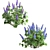 Lupinus 2013: High-Quality 3D Plant Model 3D model small image 2