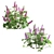 Lupinus 2013: High-Quality 3D Plant Model 3D model small image 3