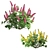 Lupinus 2013: High-Quality 3D Plant Model 3D model small image 4