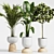 Tropical Plant Collection: Ficus & Palm 3D model small image 2