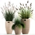 Exotic Plant Collection: Decorative Grasses & Reeds in Rattan Baskets - Perfect for Indoor and Outdoor Décor 3D model small image 1