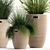 Exotic Plant Collection: Decorative Grasses & Reeds in Rattan Baskets - Perfect for Indoor and Outdoor Décor 3D model small image 3