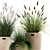 Exotic Plant Collection: Decorative Grasses & Reeds in Rattan Baskets - Perfect for Indoor and Outdoor Décor 3D model small image 4