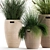 Exotic Plant Collection: Decorative Grasses & Reeds in Rattan Baskets - Perfect for Indoor and Outdoor Décor 3D model small image 5