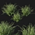 Rosemary Creeping 02: Detailed 3D Model 3D model small image 2