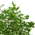 Thorny Delight: Bramble Plant Duo 3D model small image 1