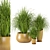 Assorted Indoor Plants Set 3D model small image 3