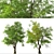 Oregon Ash Tree Set - 2 Majestic Fraxinus latifolia 3D model small image 3