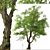 Oregon Ash Tree Set - 2 Majestic Fraxinus latifolia 3D model small image 4