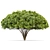 Palo Verde 2 Trees: 4.2m Height, High-Quality Materials, 995k Polygons 3D model small image 2