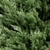  Evergreen Pine Trees Vol. 22 3D model small image 3