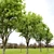 Dutch Elm Tree: Height 12m 3D model small image 2