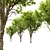 Dutch Elm Tree: Height 12m 3D model small image 3