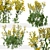 Senecio Jacobaea Wildflower Set (4 Plants) 3D model small image 5