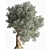 Beautiful Olive Tree 3D Model 3D model small image 2
