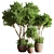 Lush Indoor Greenery Set 3D model small image 7