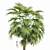 Sabal Palmetto: Versatile Cabbage Palm 3D model small image 2