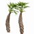 Sabal Palmetto: Versatile Cabbage Palm 3D model small image 3