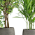 Tropical Indoor Plant Set 3D model small image 4