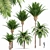 Canary Island Date Palm Phoenix Canariensis 6 Trees 3D model small image 1