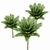 Canary Island Date Palm Phoenix Canariensis 6 Trees 3D model small image 4