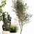 Decorative Plant Collection: Indoor and Outdoor Exotics 3D model small image 4