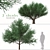 Duo Melaleuca Bracteata Trees 3D model small image 1