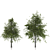 Twin Almond Trees - Abundant Harvest! 3D model small image 4