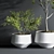 Indoor Oasis Plant Set 3D model small image 4