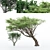 Exotic Acacia & African Olive Tree 3D model small image 1