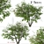 Prunus Serotina Black Cherry Duo: 2 Trees 3D model small image 1